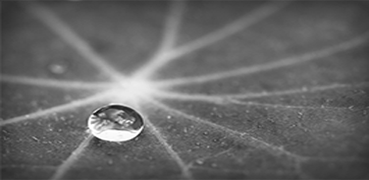 Water droplet on a leaf